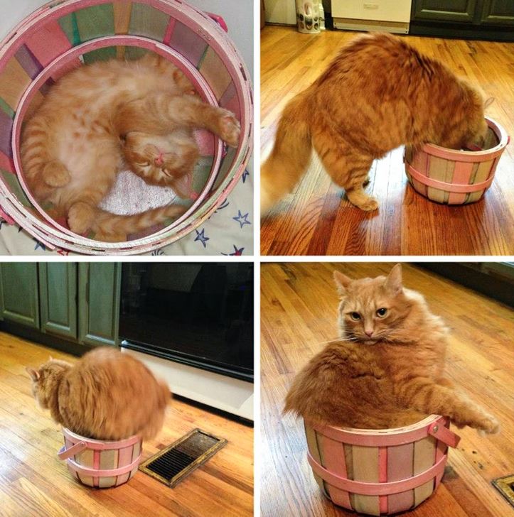 Veľká ryšavá mačka v malom košíku skúša rôzne polohy, aby sa pohodlne usadila na drevenej podlahe.