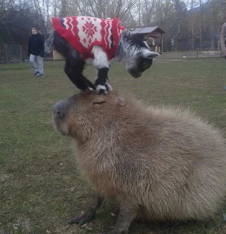 Kozľa v svetri balancuje na hlave kapybary na lúke, zatiaľ čo v pozadí sú ľudia.