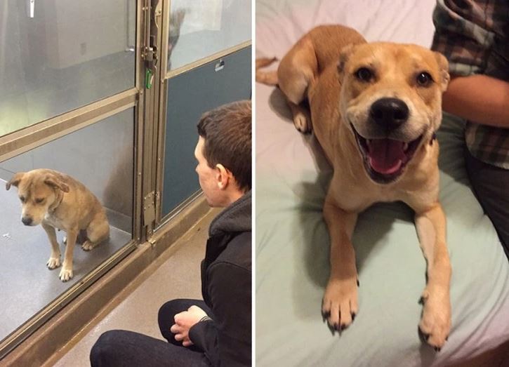 Pes pred a po adopcii, zmenu vidno na jeho šťastnom výraze a útulnom prostredí.