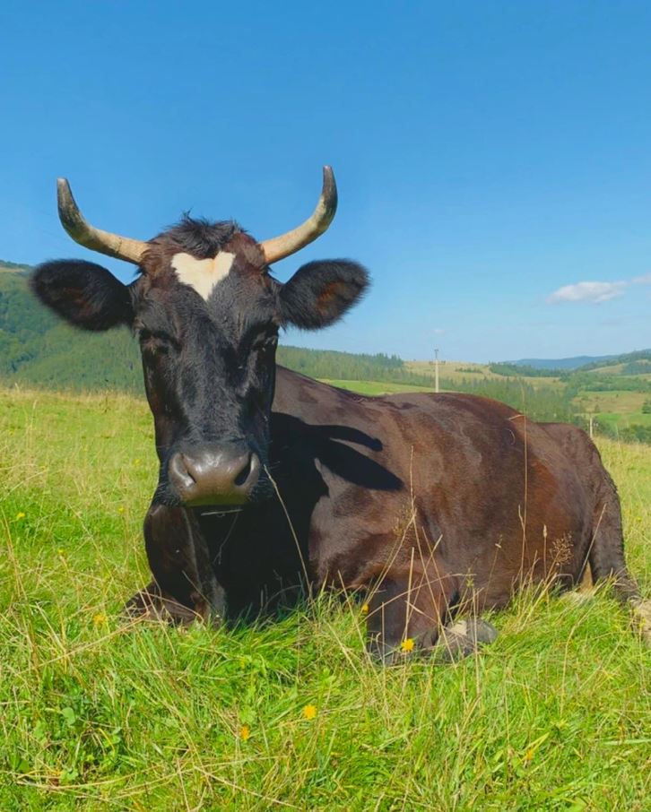 Čierna krava s výraznými rohmi leží na zelenej lúke pod modrou oblohou, pokojná scéna z vidieka.