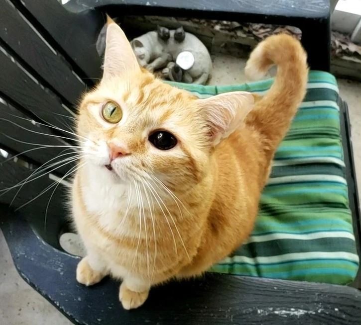 Zvedavá oranžová mačka na stoličke s pruhovaným vankúšom.