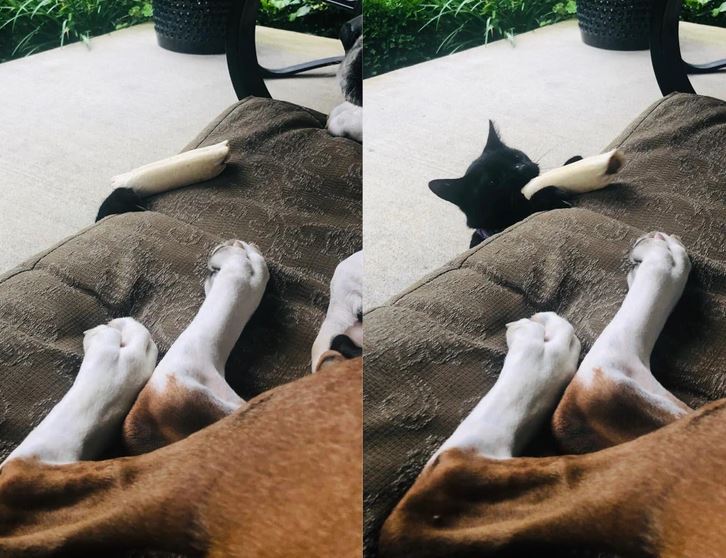 Pes odpočíva na terase, zatiaľ čo mačka skúša ukradnúť kosť.