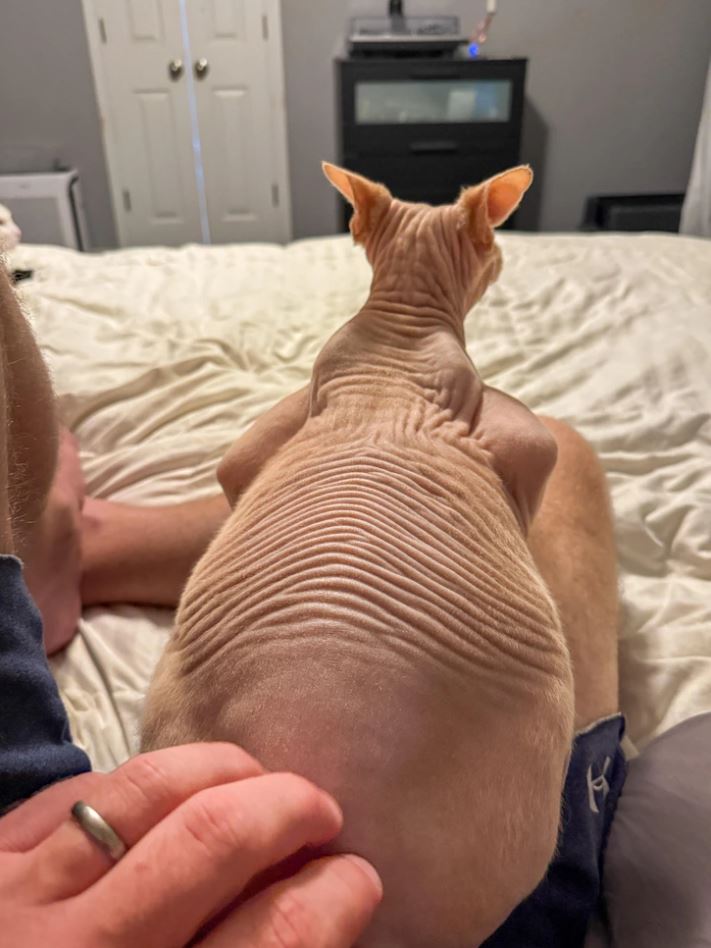 Bezsrstá mačka sedí na kolenách v izbe, hladkaná rukou, podčiarkujúc jej charakteristický vzhľad a vrásčité telo.