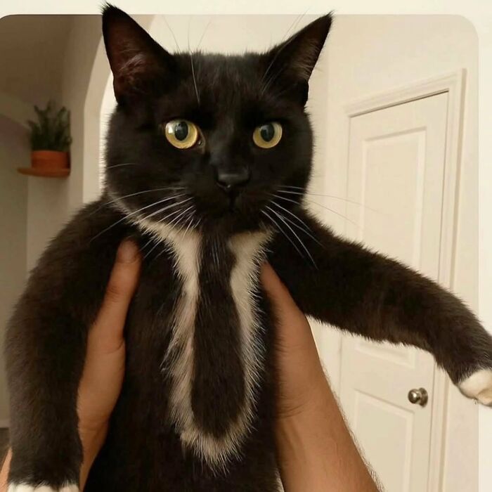 Čiernobiela mačka s výraznými očami, ktorú držia obe ruky, stojaca pred bielymi dverami.