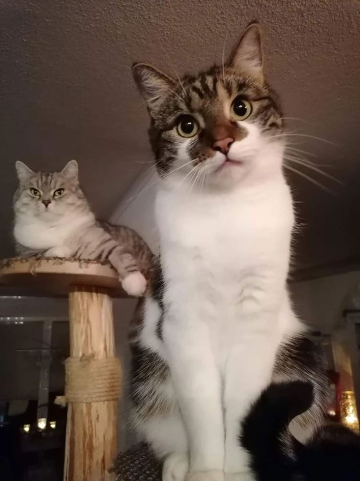 Dve mačky na škrabadle: jedna leží na vrchu, druhá sedí v popredí a pozerá do objektívu.