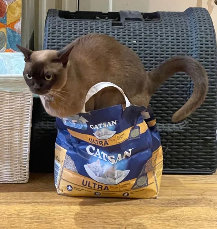 Hnedá mačka sedí na modrom vreci s podstielkou Catsan Ultra Plus v interiéri.
