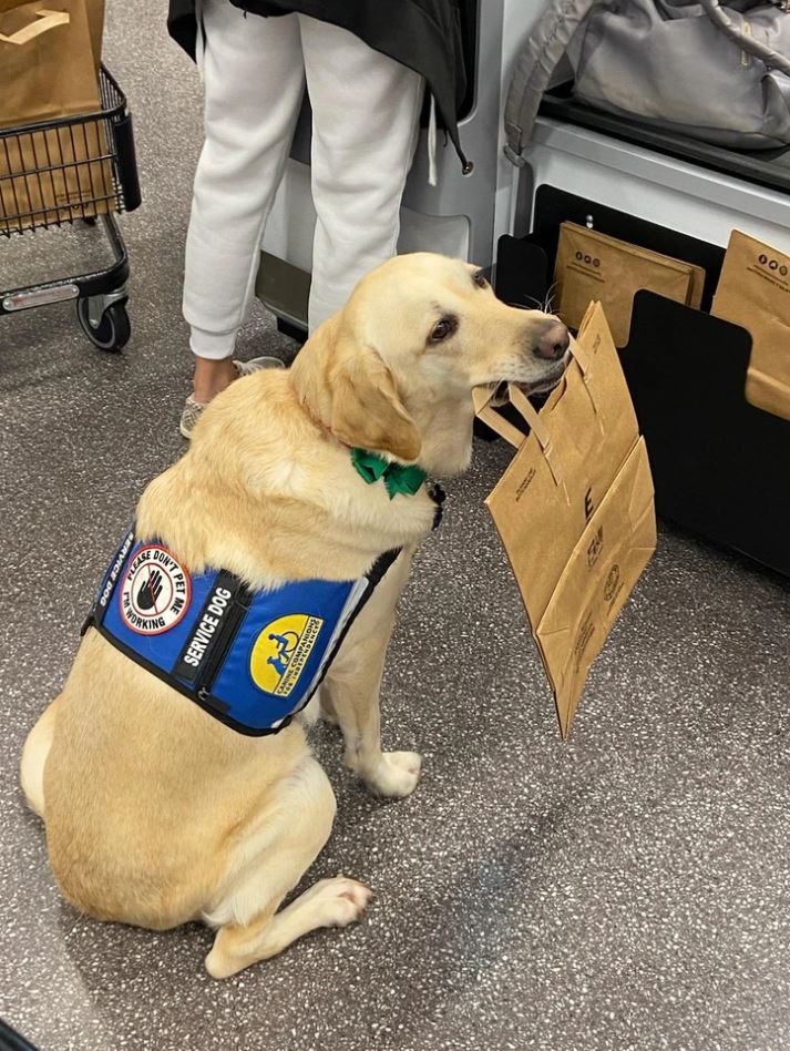 Asistenčný pes prináša papierové tašky v obchode; pomoc pre hendikepovaných zákazníkov.