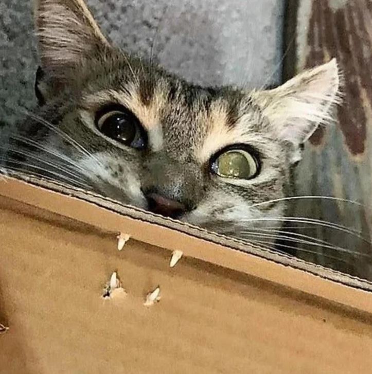 Kocúr vykukuje spoza kartónu, z ktorého trčia jeho zúbky, s očami plnými zvedavosti a trochu šibalstva.