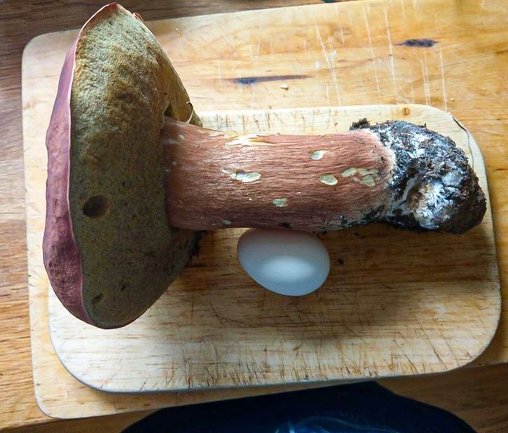 Veľký hríb na doske vedľa vajca, ukazujúci jeho impozantnú veľkosť a robustnosť.