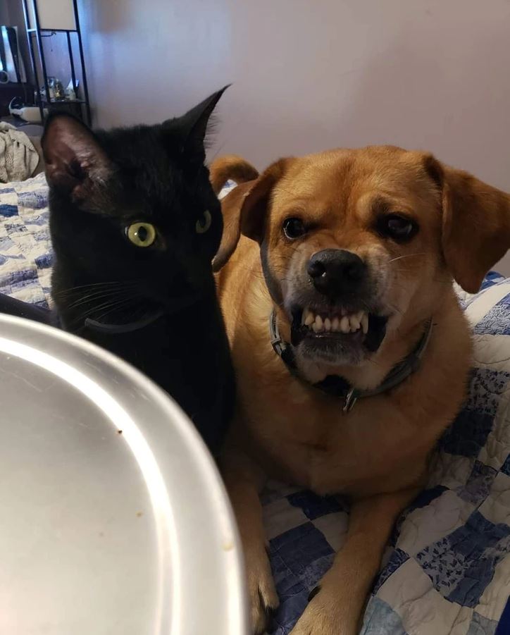 Čierna mačka a usmievavý pes na posteli, spoločne pozorujú niečo mimo záberu.