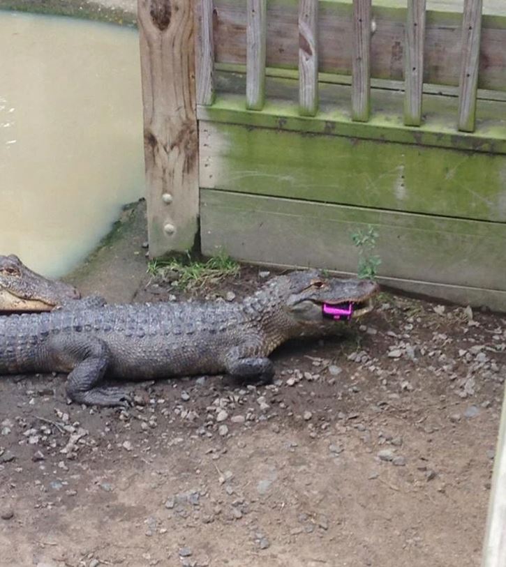Krokodíl v ohrade s ružovým predmetom v papuli, vedľa dreveného plotu a vodnej nádrže.