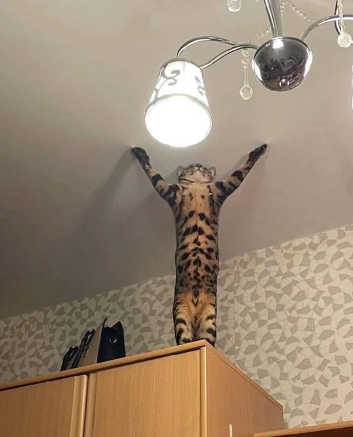 Mačka na skrini s natiahnutými labkami sa pozerá na luster, vyzerá akoby skúšala dosiahnuť svetlo.