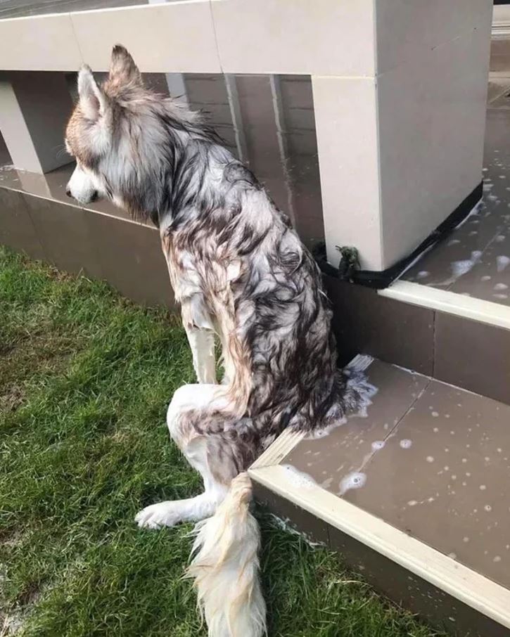 Zmoknutý pes sedí pri schodoch, mokrá srsť naznačuje nedávne kúpanie alebo dážď.