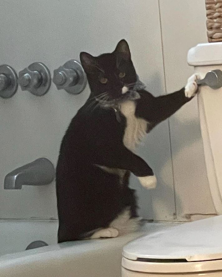 Čiernobiela mačka sa hrá na okraji vane a čelí držadlám v kúpeľni.