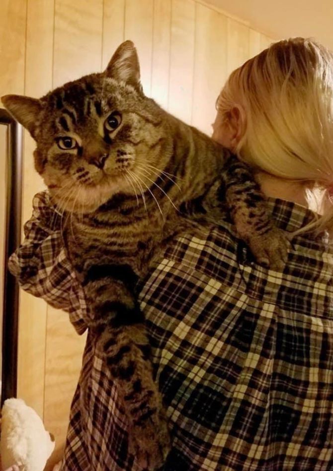 Osoba v károvanej košeli drží veľkú, pruhovanú mačku, ktorá zvedavo pozerá dopredu.