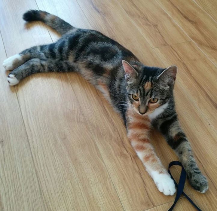 Krásna mačka leží na drevenej podlahe a hrá sa so šnúrkou.