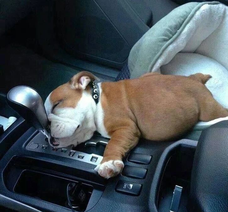 Šteňa bulldoga sladko spí na stredovej konzole auta s hlavou na radiacej páke.