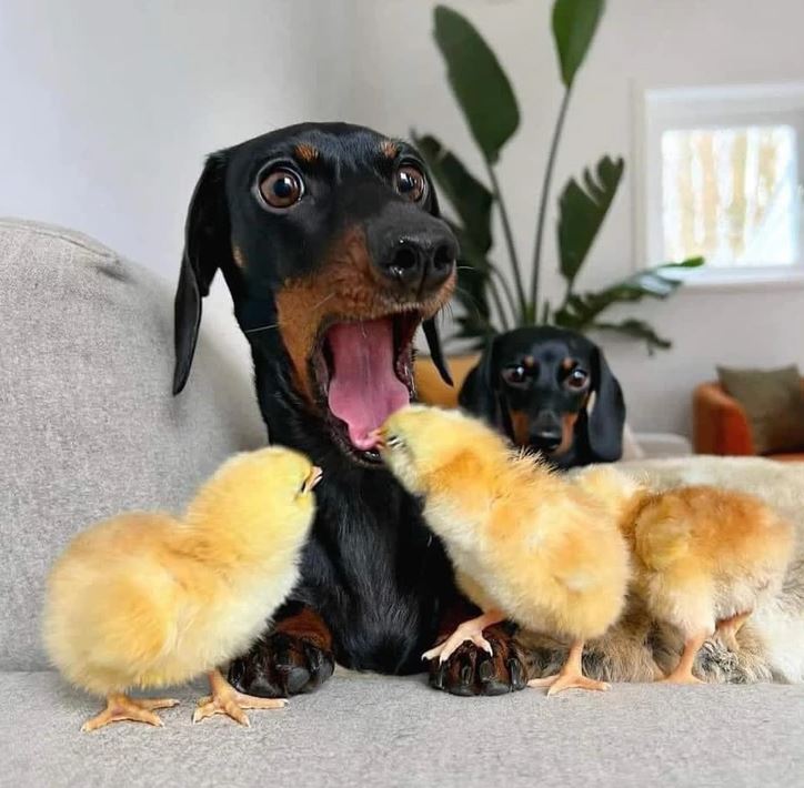 Jazvečík prekvapene reaguje na kuriatka na gauči, zábavná situácia v obývačke.