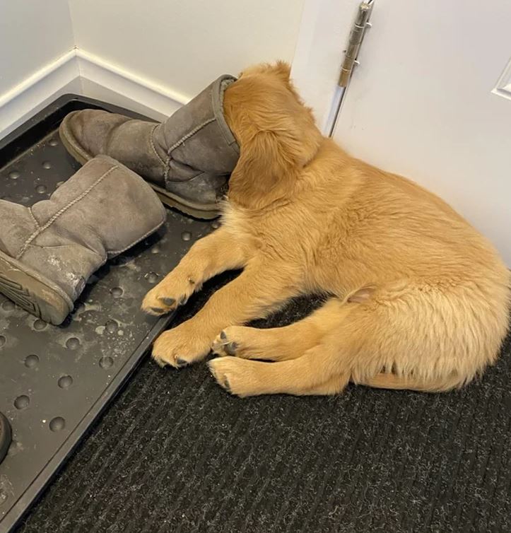Šteniatko zlatého retrívera spí s hlavou vo vnútri čižmy pri dverách.
