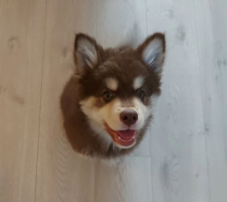 Usmievajúce sa šteniatko s hnedou srsťou sedí na svetlej podlahe so zvedavým pohľadom.