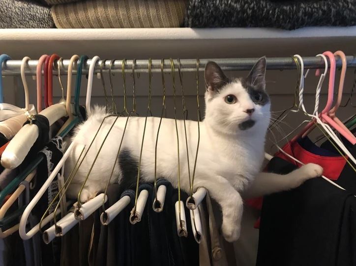 Mačka leží na vešiakoch v skrini, pohodlne uložená medzi oblečením.