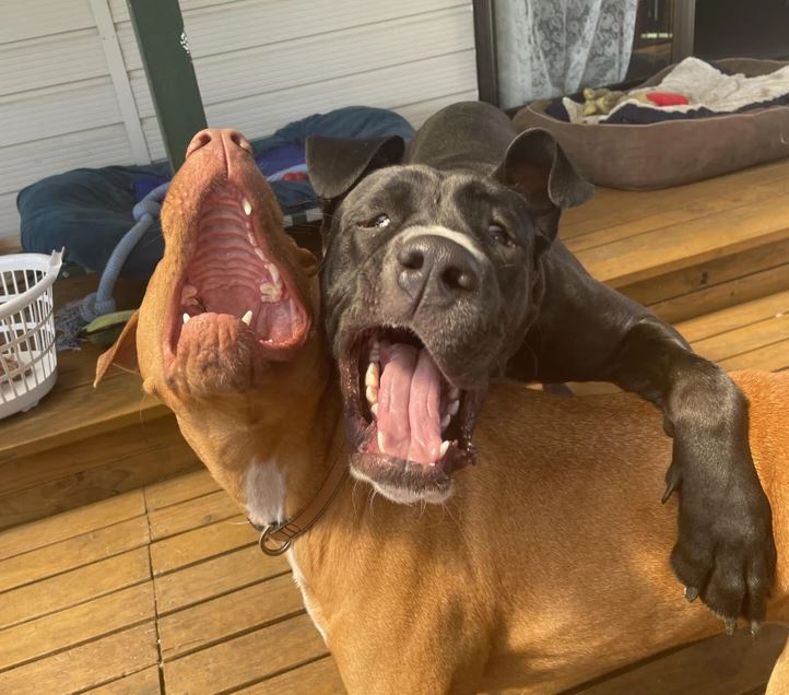 Dva psi na verande, vrtiaci chvostmi a s otvorenými ústami, ako keby sa spolu smiali.