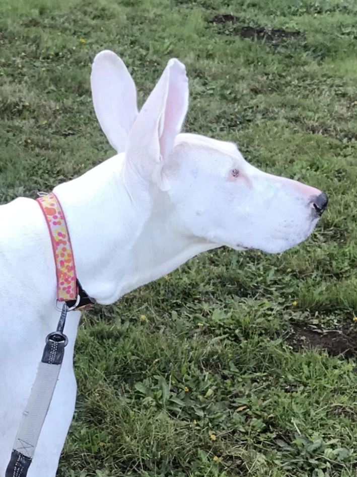 Biely pes s farebným obojkom stojí v tráve a pozorne sa pozerá do diaľky.