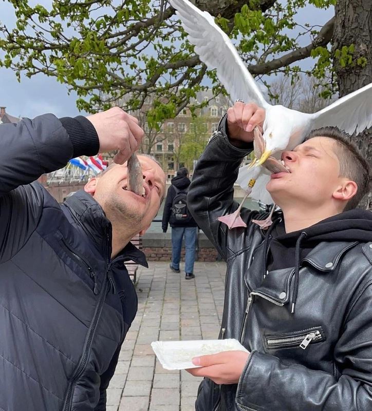 Dvaja muži jedia ryby na ulici, pričom im rybu kradne čajka zo zovretia.