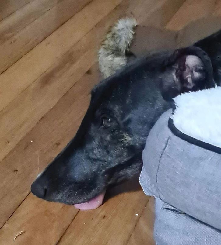 Čierny pes leží na drevenej podlahe vedľa pelechu, s vyplazeným jazykom.