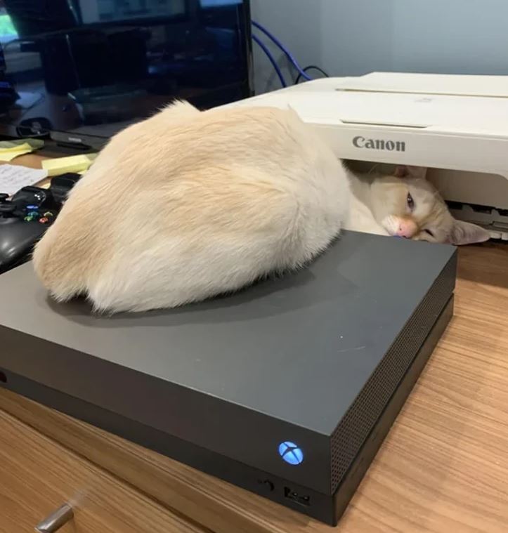 Mačka oddychujúca na hernej konzole vedľa tlačiarne na drevenom stole.