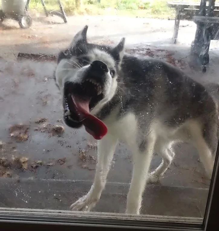 Pes s vyplazeným jazykom stojí za sklom, komicky sa tvári a olizuje povrch.