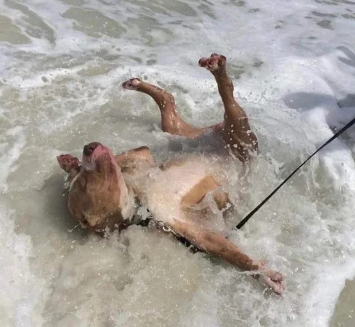 Pes sa hrá v morských vlnách, radostne sa prehadzuje na chrbát vo vode.