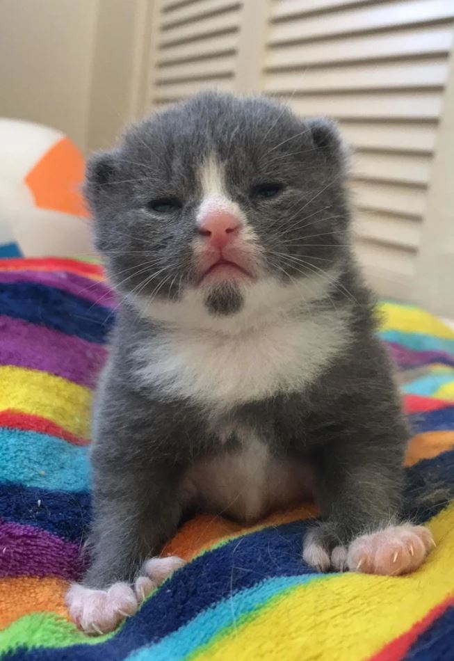 Roztomilé mačiatko s modrou srsťou leží na farebnej deke a pozorne pozoruje svet okolo seba.