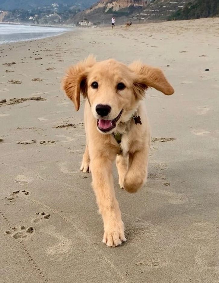 Mladý zlatý retríver beží po piesočnej pláži s úsmevom, v pozadí pobrežie a more.