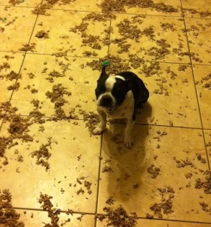 Pes sedí na podlahe pokrytej roztrhanými novinami.