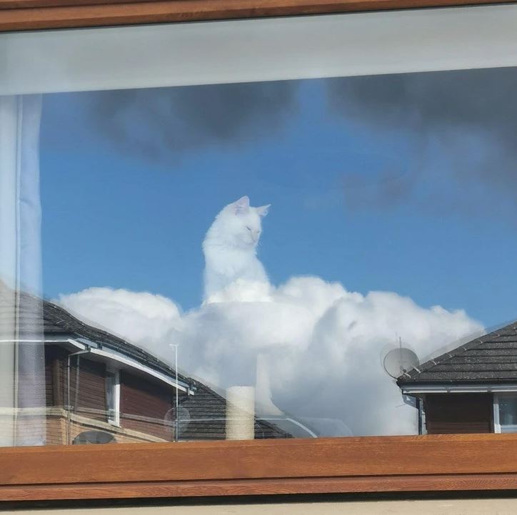 Mačka pri okne odrážajúca sa na oblakoch, pôsobí, akoby bola na oblohe.