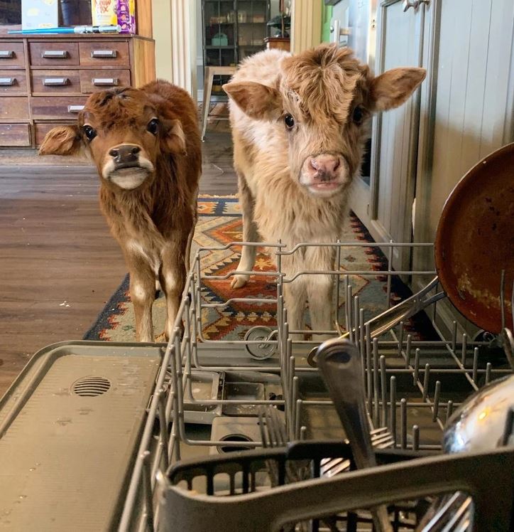 Dve mladé teliatka objavujú kuchyňu, stojac pred umývačkou riadu na dláždenom koberci.
