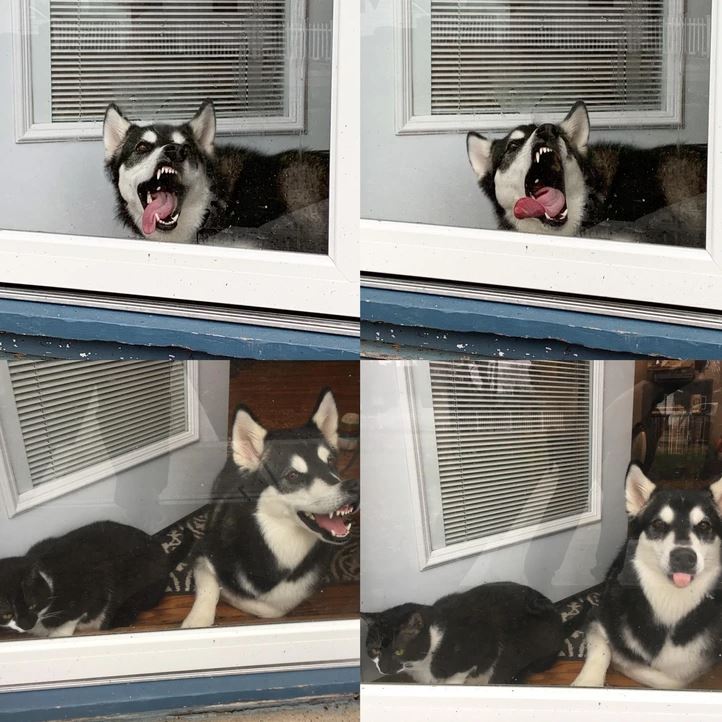 Pes s vyplazeným jazykom a mačka za oknom. Pes vyzerá energicky, mačka pokojne sedí vedľa.