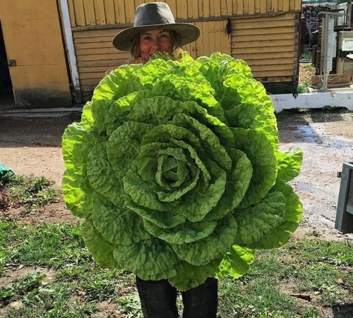 Žena s veľkou zelenou listovou kapustou na záhrade, usmiata a šťastná v slnečnom dni.