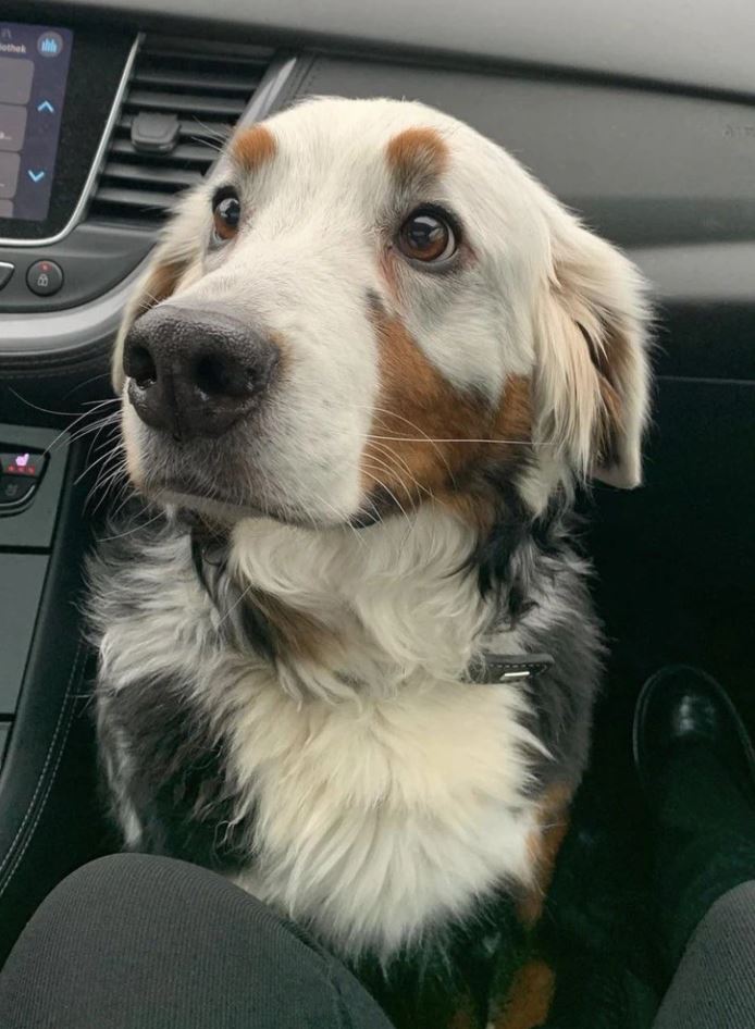 Roztomilý pes v aute s výraznou srsťou a veľkými očami, sediaci na sedadle spolujazdca.