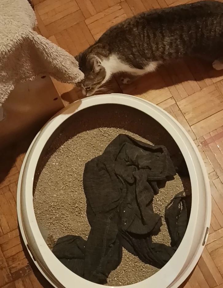 Mačka skúma okolie vedľa misky s pieskom a tmavým tričkom vnútri na drevenej podlahe.