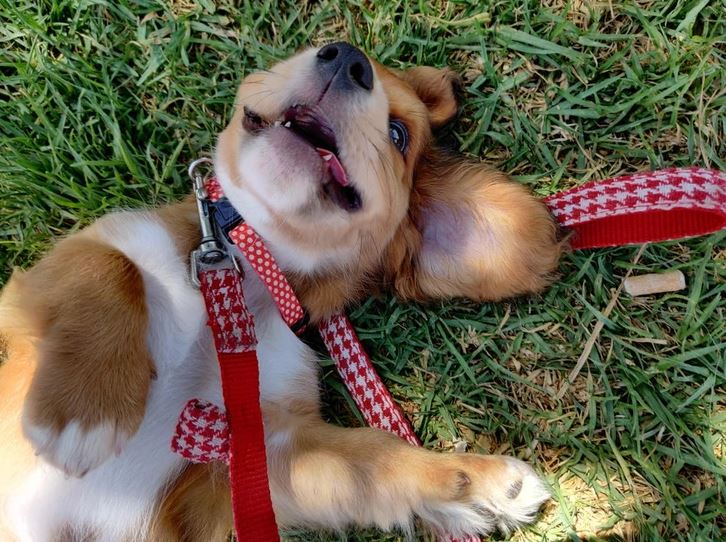 Šteňa s červeným vodítkom leží na tráve a veselo sa hrá.