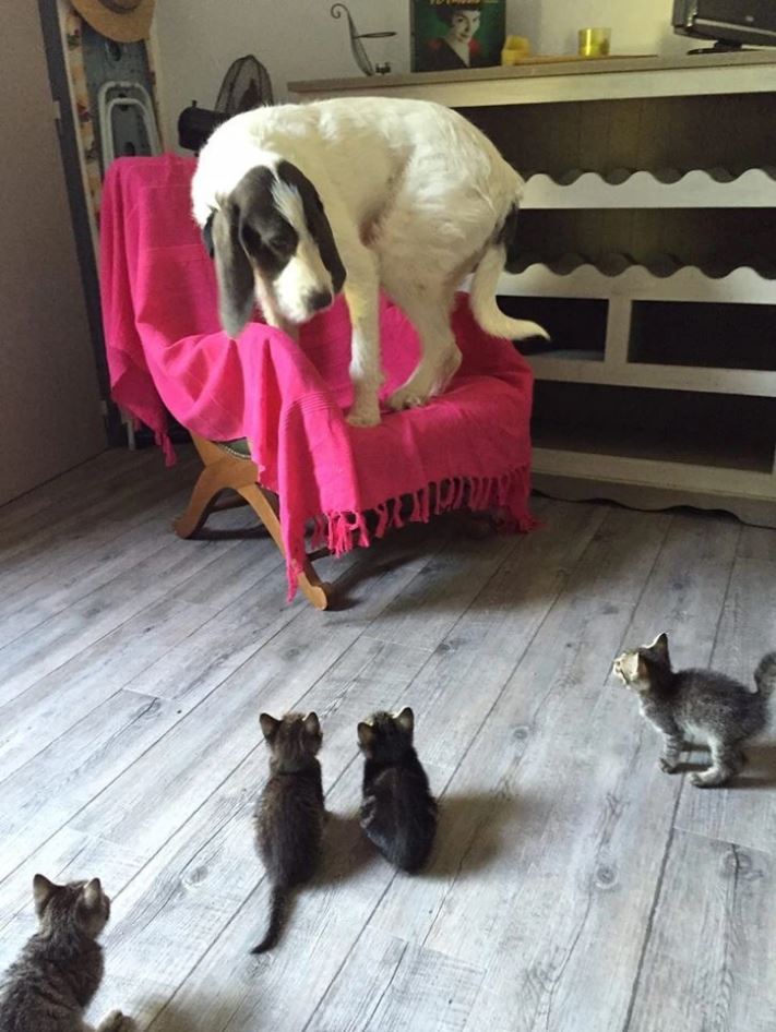 Pes na stoličke sa vyhýba trom zvedavým mačiatkam na drevenej podlahe v obývačke.