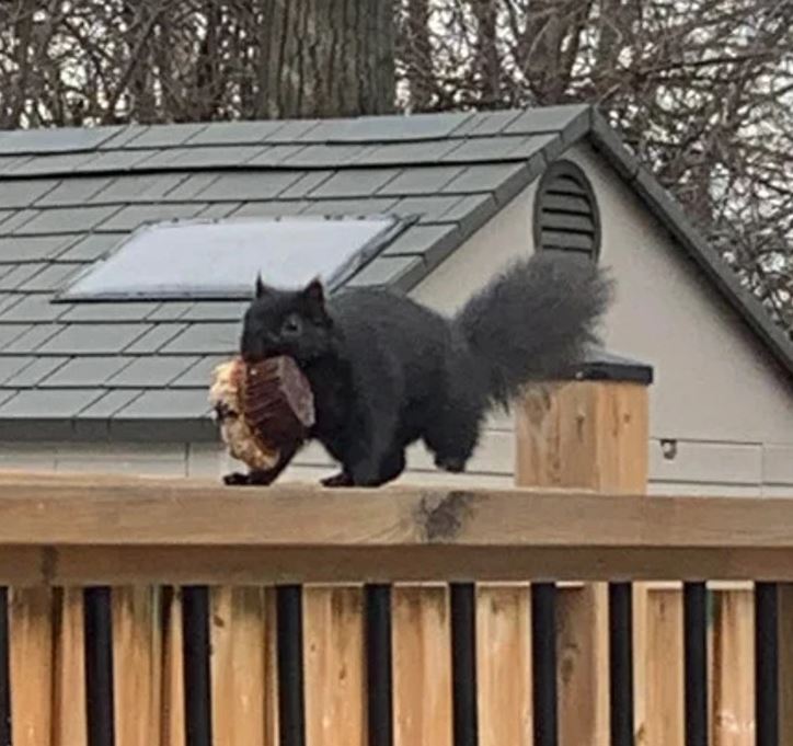 Čierna veverička nesie muffin cez drevené zábradlie na dvore.