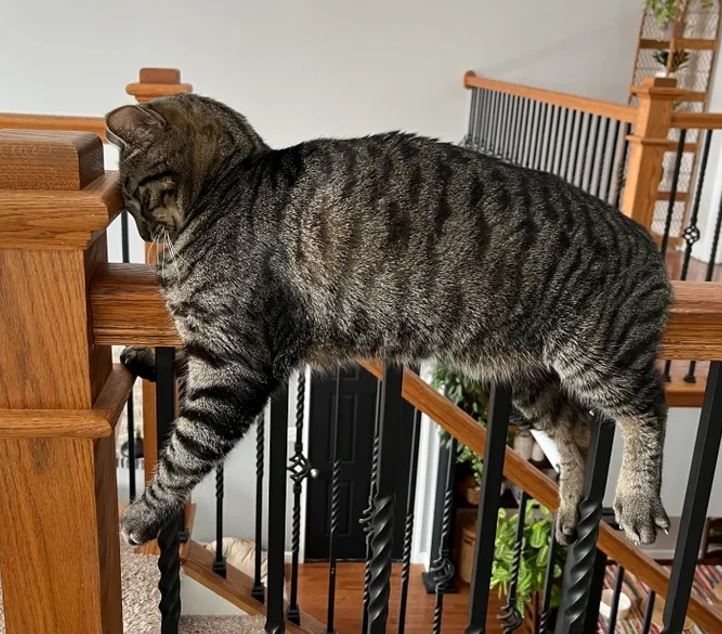 Prúžkovaná mačka pohodlne leží na drevenom zábradlí schodiska, obklopená čiernymi kovovými tyčami.