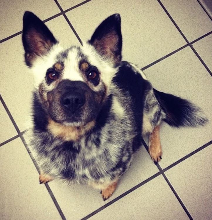 Roztomilý pes s dvojfarebnou srsťou sedí na dlažbe, zvedavo pozoruje smerom k fotoaparátu.