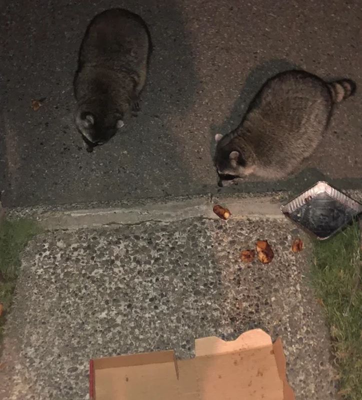 Dva mývaly na chodníku pri pizze a odpadkoch v noci.