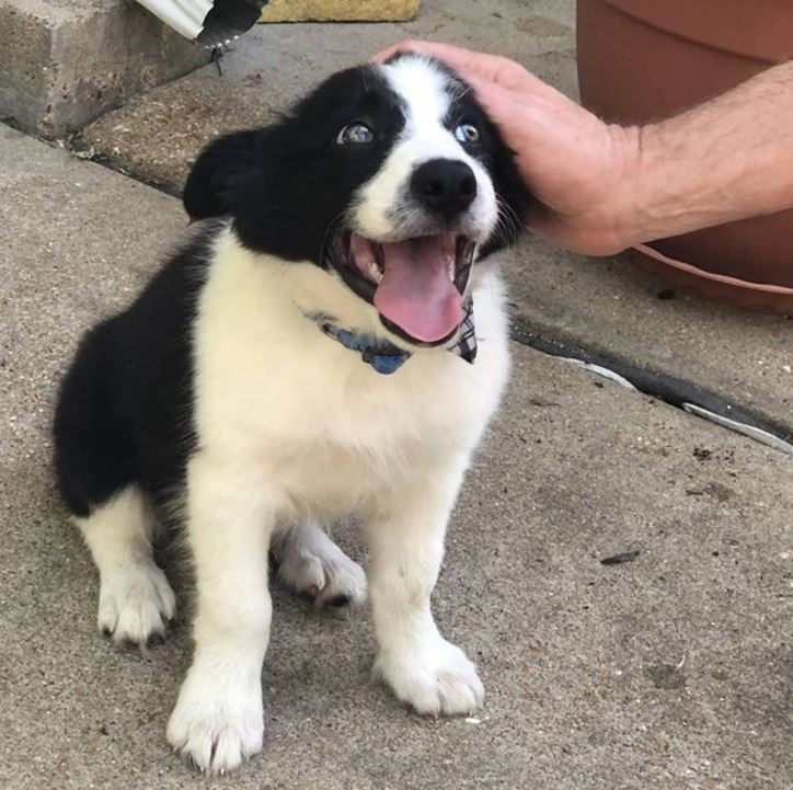 Šťastné čierne-biele šteňa s otvorenou tlamou, sediace na betóne, s rukou, ktorá ho hladí po hlave.
