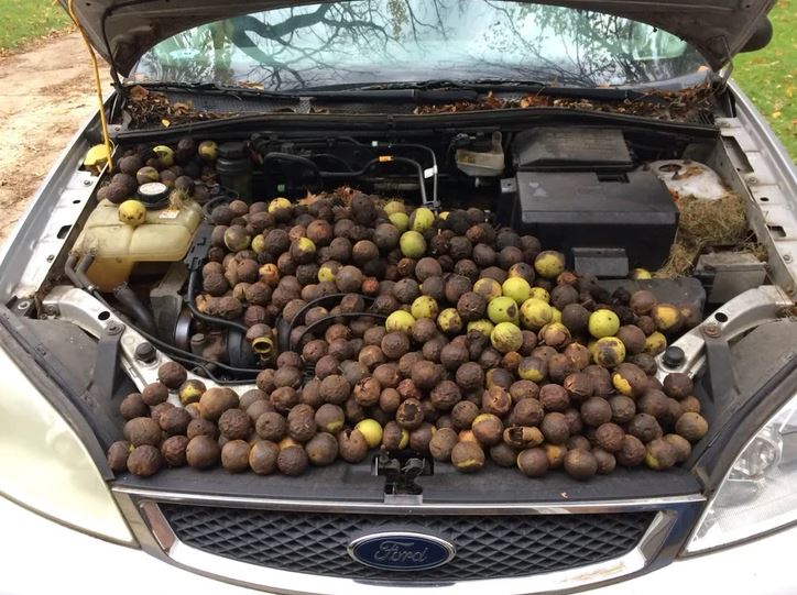 Odkrytá kapota auta plná orechov, ktoré sa tam nazbierali, zrejme vďaka zvieratám.