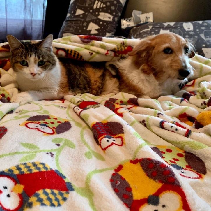 Mačka a pes spolu na dekoračnej deke s motívom sovičiek, oddychujúci v útulnom interiéri.